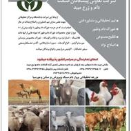 نمایندگی فروش کنسانتره دام و طیور سراسر ایران
