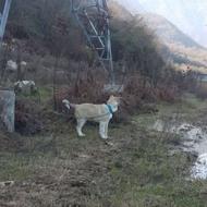 واگذاری سگ سالممممممم