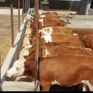 فروش گوساله سیمنتال اصل نزاد دار