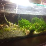 آکواریوم ریملس سوپر کلییر