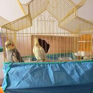 یک جفت طوطی عروس بالغ،ماده زردلوتینو،نررنگ طوسی ودست آموزهس.