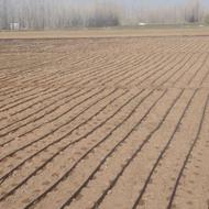 قطره ای کردن زمین های کشاورزی پیاز هویچ