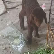 بره شیری علف میخوره ماده