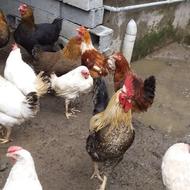 مرغ و خروس محلی