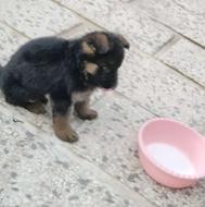 واگذاری ژرمن