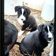 واگذاری سگ توله های سنگسری سرابی دورگه