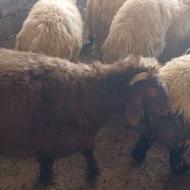 بره شیری چاق