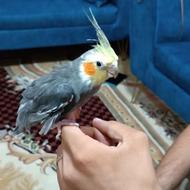 عروس هلندی بدون قفس