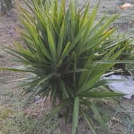 گل یوکا عمده