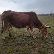 گاوچالوسی ماده