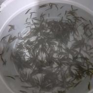 فروش مار ماهی