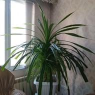 گل پاندانوس و گل شفلرا