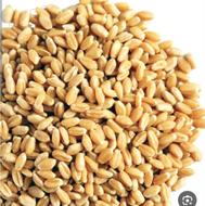 گندم تازه...