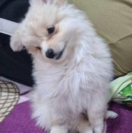 پامر خرسی بشدت بامزه