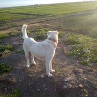 سگ ماده  واگذاری 