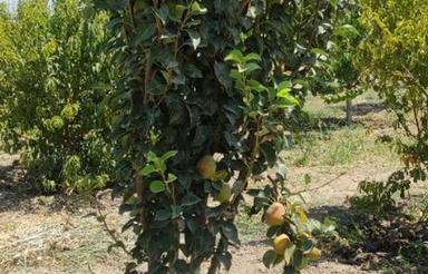 باغچه رضی اباد(فروش یا تهاتر )