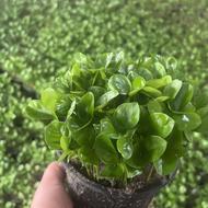 سبزه عید نارنج