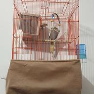 عروس هلندی اماده با یک عدد جوجه