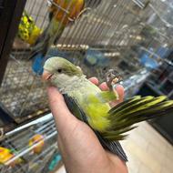 طوطی راهب سرلاکی و نرم خور