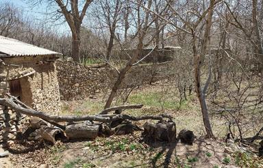 فروش فوری زمین باغی واقع درشهر شهمیرزادباسند شش دانگ تک برگ