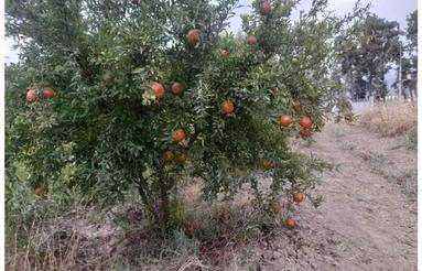 باغ انار 5 ساله