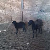 میش بره جوان