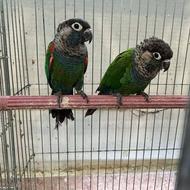 طوطی جفت گرینچیک پیرلی مولد و خاص