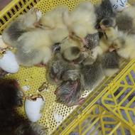 جوجه غازکته 80عدد3روزه