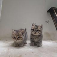 توله بریتیش تبی گلد یه نر یه ماده