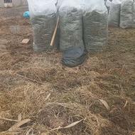 ذرت علوفه ای