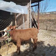 گوساله ماده سیمینتال جنس