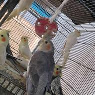 عروس هلندی مولد بالغ