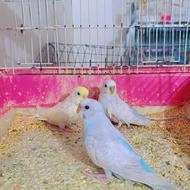 مرغ عشق اسپانگل