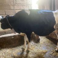 گاو با گوساله