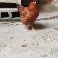 فروش مرغ کردی زیبا و کلاه دار خیلی قشنگ