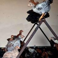 جوجه محلی 45 روزه اصلاح نژاد گلپایگان در مزرعه یلدا