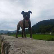 واگذاری سگ پیتبول ماده اصیل آدم گیر