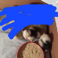 فروش دو عدد جوجه گلین دو روزه