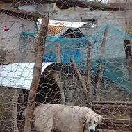 واگذاری ماده سگ میکس الابای