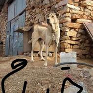 واگذاری ماده پژدر شش دانگ