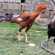 مرغ خروس لاری نصل دار