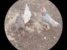 جوجه زیرمرغی چهل تاج در شیپور