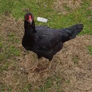 مرغ لاری افغان