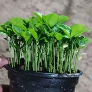 فروش عمده سبزه نارنج