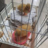 2عدداردک. دانه ای