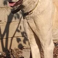 واگذاری سگ ماده خراسانی 15 ماه