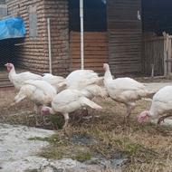 گوشتی بیوتی6