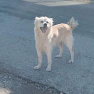 واگذاری سگ پاکوتاه ماده