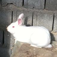 فروش خرگوش نر