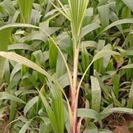 پالم نشائی.